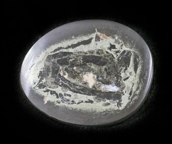 Polished Fish Coprolite (Fossil Poo) - Scotland #24550
